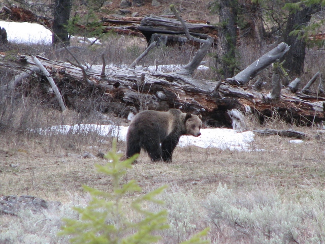 Elk Hunting in Grizzly Country | Elk101.com | Eat. Sleep. HUNT ELK!