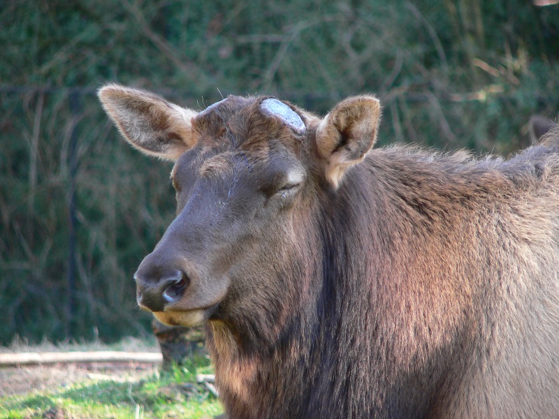 The Miracle of Antler Growth | Elk101.com | Eat. Sleep. HUNT ELK!