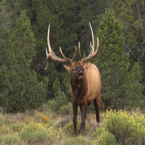 Elk Calls 101 | Elk101.com | Eat. Sleep. HUNT ELK!