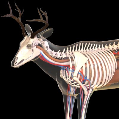 Deer Anatomy Diagram