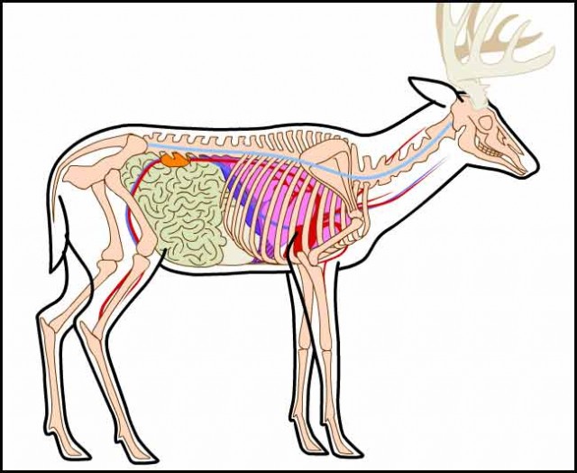 Elk Organ Diagram