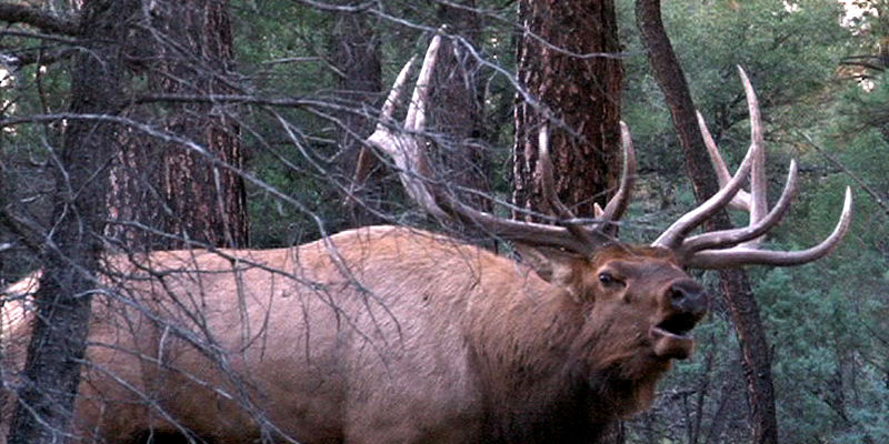 Field Judging Elk Elk101 Com Eat Sleep Hunt Elk