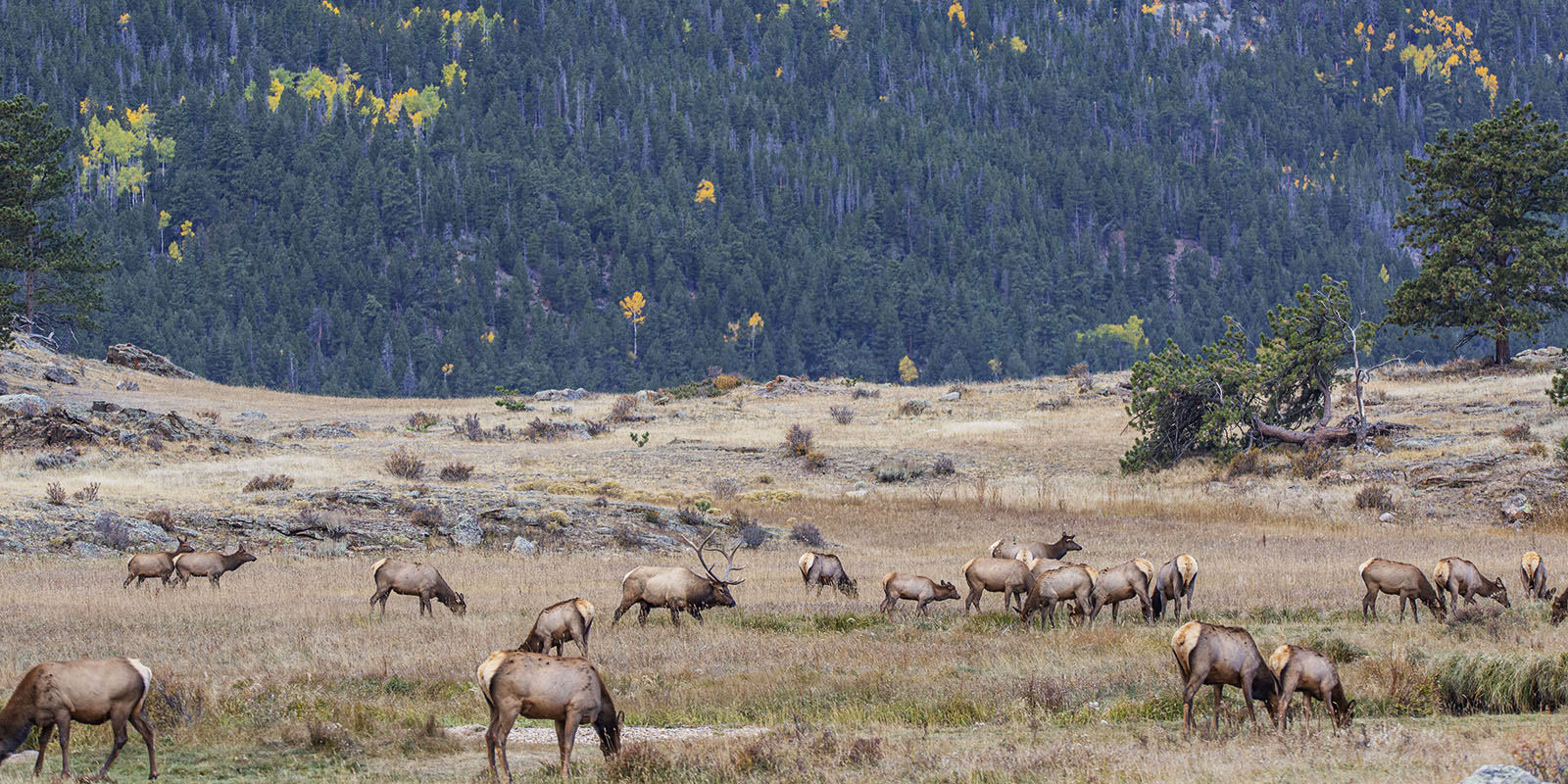 The Real Cost of Going On an Elk Hunt | Elk101.com | Eat. Sleep. HUNT ELK!